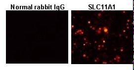 SLC11A1 / NRAMP Antibody