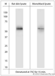 SLC11A2 / DMT1 Antibody - Rabbit antibody to SLC11A2. WB on rat skin and Monomac-6 lysates using Rabbit antibody to SLC11A2. Incubated 30 min at RT with shake. Blocking: 0.5% LFDM in 1x PBS containing 0.1% Tween-20