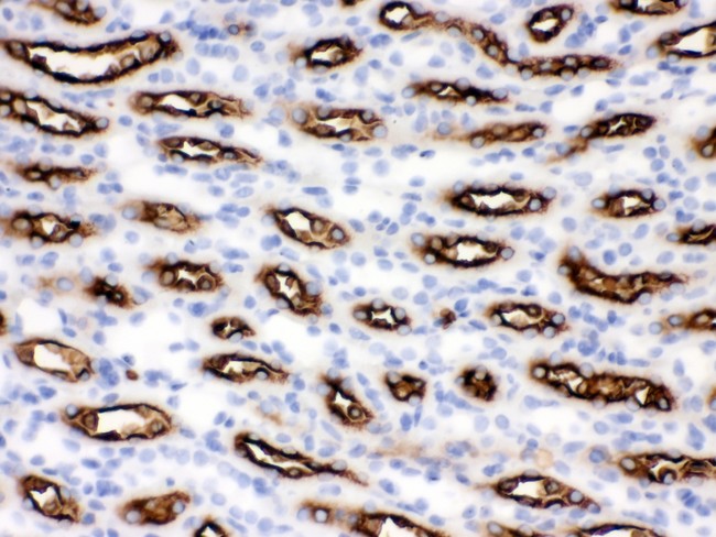 SLC12A1 / NKCC2 Antibody - SLC12A1 antibody IHC-paraffin: Mouse Kidney Tissue.