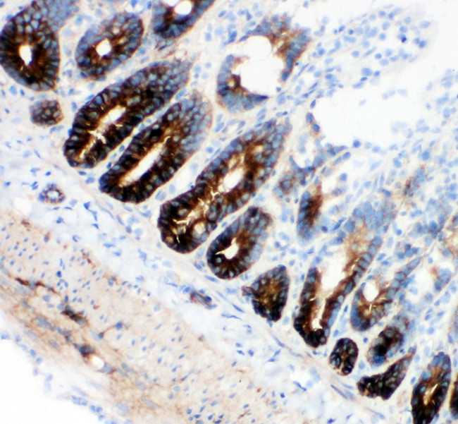 SLC12A2 / NKCC1 Antibody - SLC12A2 / NKCC1 antibody. IHC(F): Rat Intestine Tissue.