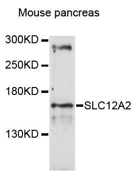 SLC12A2 / NKCC1 Antibody - Western blot analysis of extracts of mouse pancreas, using SLC12A2 antibody at 1:3000 dilution. The secondary antibody used was an HRP Goat Anti-Rabbit IgG (H+L) at 1:10000 dilution. Lysates were loaded 25ug per lane and 3% nonfat dry milk in TBST was used for blocking. An ECL Kit was used for detection and the exposure time was 90s.