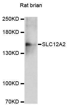 SLC12A2 / NKCC1 Antibody - Western blot analysis of extracts of rat brain, using SLC12A2 antibody at 1:3000 dilution. The secondary antibody used was an HRP Goat Anti-Rabbit IgG (H+L) at 1:10000 dilution. Lysates were loaded 25ug per lane and 3% nonfat dry milk in TBST was used for blocking. An ECL Kit was used for detection and the exposure time was 90s.
