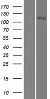 SLC12A3 / TSC Protein - Western validation with an anti-DDK antibody * L: Control HEK293 lysate R: Over-expression lysate