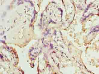 SLC12A4 / KCC1 Antibody - Immunohistochemistry of paraffin-embedded human placenta tissue using antibody at dilution of 1:100.