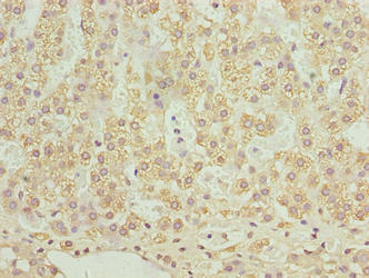 SLC12A4 / KCC1 Antibody - Immunohistochemistry of paraffin-embedded human adrenal gland tissue using SLC12A4 Antibody at dilution of 1:100