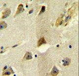 SLC12A5 / KCC2 Antibody - SLC12A5 Antibody immunohistochemistry of formalin-fixed and paraffin-embedded human brain tissue followed by peroxidase-conjugated secondary antibody and DAB staining.
