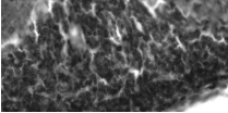 SLC12A5 / KCC2 Antibody - Adult rat cerebellum with KCC2 at 3 µg/ml.
