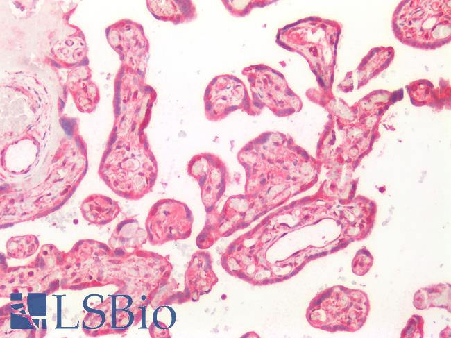 SLC12A7 / KCC4 Antibody - Human Placenta: Formalin-Fixed, Paraffin-Embedded (FFPE)