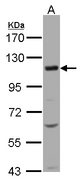 SLC12A7 / KCC4 Antibody - Sample (30 ug of whole cell lysate). A: H1299. 7.5% SDS PAGE. KCC4 antibody diluted at 1:500