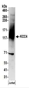 SLC12A7 / KCC4 Antibody - Detection of Human KCC4 by Western Blot. Samples: Whole cell lysate (50 ug) prepared using NETN buffer from Jurkat cells. Antibodies: Affinity purified rabbit anti-KCC4 antibody used for WB at 0.4 ug/ml. Detection: Chemiluminescence with an exposure time of 3 minutes.