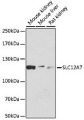 SLC12A7 / KCC4 Antibody - Western blot analysis of extracts of various cell lines, using SLC12A7 antibody at 1:1000 dilution. The secondary antibody used was an HRP Goat Anti-Rabbit IgG (H+L) at 1:10000 dilution. Lysates were loaded 25ug per lane and 3% nonfat dry milk in TBST was used for blocking. An ECL Kit was used for detection and the exposure time was 30s.