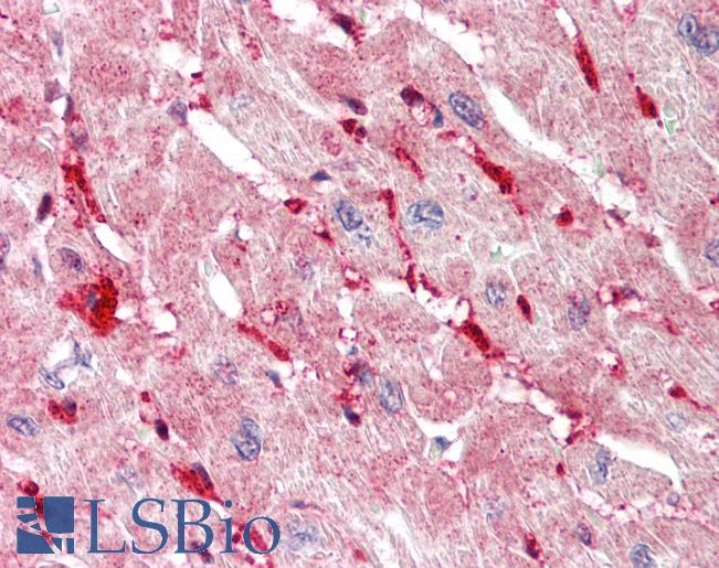 SLC13A1 Antibody - Anti-SLC13A1 antibody IHC staining of human heart. Immunohistochemistry of formalin-fixed, paraffin-embedded tissue after heat-induced antigen retrieval. Antibody concentration 10 ug/ml.  This image was taken for the unconjugated form of this product. Other forms have not been tested.