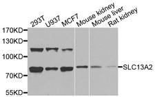 SLC13A2 / NaCT Antibody - Western blot analysis of extracts of various cells.
