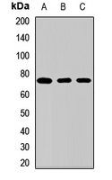 SLC13A2 / NaCT Antibody