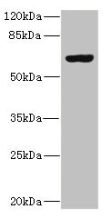 SLC13A2 / NaCT Antibody - Western blot All Lanes: SLC13A2 antibody IgG at 1.29ug/ml+ 293T whole cell lysate Secondary Goat polyclonal to rabbit IgG at 1/10000 dilution Predicted band size: 65,70 kDa Observed band size: 64 kDa