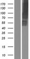 SLC13A2 / NaCT Protein - Western validation with an anti-DDK antibody * L: Control HEK293 lysate R: Over-expression lysate