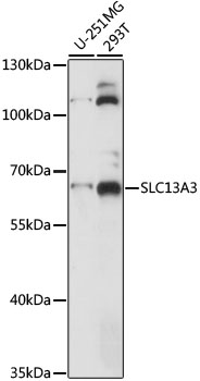 SLC13A3 Antibody - Western blot analysis of extracts of various cell lines, using SLC13A3 antibody at 1:1000 dilution. The secondary antibody used was an HRP Goat Anti-Rabbit IgG (H+L) at 1:10000 dilution. Lysates were loaded 25ug per lane and 3% nonfat dry milk in TBST was used for blocking. An ECL Kit was used for detection and the exposure time was 5s.