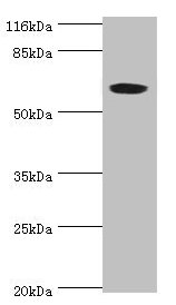 SLC13A4 Antibody - Western blot All lanes: SLC13A4 antibody at 2µg/ml + 293T whole cell lysate Secondary Goat polyclonal to rabbit IgG at 1/10000 dilution Predicted band size: 69 kDa Observed band size: 69 kDa
