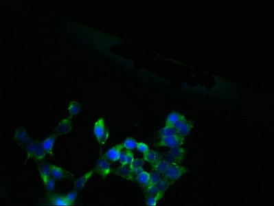SLC13A4 Antibody - Immunofluorescent analysis of 293 cells using SLC13A4 Antibody at dilution of 1:100 and Alexa Fluor 488-congugated AffiniPure Goat Anti-Rabbit IgG(H+L)