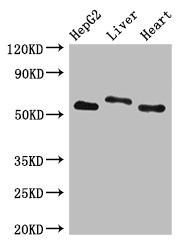 SLC13A5 Antibody - Positive WB detected in:HepG2 whole cell lysate,Rat liver tissue,Mouse heart tissue;All lanes:SLC13A5 antibody at 2.7?g/ml;Secondary;Goat polyclonal to rabbit IgG at 1/50000 dilution;Predicted band size: 64,59,62 KDa;Observed band size: 64,59 KDa;