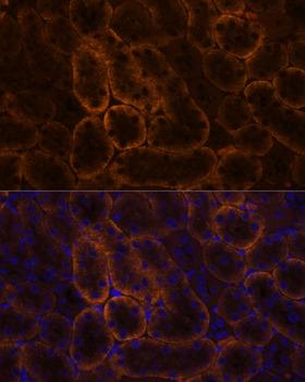 SLC14A1 / JK Antibody - Immunofluorescence analysis of Mouse kidney using SLC14A1 Polyclonal Antibody at dilution of 1:100.Blue: DAPI for nuclear staining.