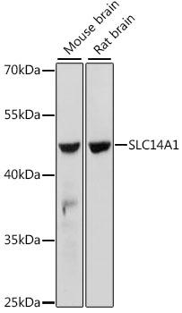 SLC14A1 / JK Antibody - Western blot analysis of extracts of various cell lines using SLC14A1 Polyclonal Antibody at dilution of 1:1000.