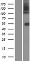 SLC14A1 / JK Protein - Western validation with an anti-DDK antibody * L: Control HEK293 lysate R: Over-expression lysate
