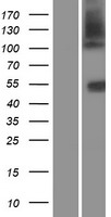 SLC14A1 / JK Protein - Western validation with an anti-DDK antibody * L: Control HEK293 lysate R: Over-expression lysate