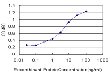 SLC15A1 / PEPT1 Antibody - Detection limit for recombinant GST tagged SLC15A1 is approximately 0.1 ng/ml as a capture antibody.