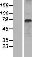 SLC15A1 / PEPT1 Protein - Western validation with an anti-DDK antibody * L: Control HEK293 lysate R: Over-expression lysate