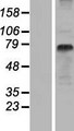 SLC15A1 / PEPT1 Protein - Western validation with an anti-DDK antibody * L: Control HEK293 lysate R: Over-expression lysate