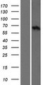 SLC15A5 Protein - Western validation with an anti-DDK antibody * L: Control HEK293 lysate R: Over-expression lysate