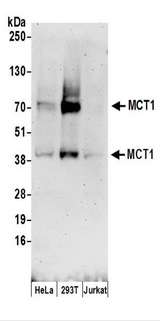SLC16A1 / MCT1 Antibody - Detection of Human MCT1 by Western Blot. Samples: Whole cell lysate (50 ug) prepared using NETN buffer from HeLa, 293T, and Jurkat cells. Antibodies: Affinity purified rabbit anti-MCT1 antibody used for WB at 0.1 ug/ml. Detection: Chemiluminescence with an exposure time of 3 minutes.
