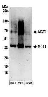 SLC16A1 / MCT1 Antibody - Detection of Human MCT1 by Western Blot. Samples: Whole cell lysate (50 ug) prepared using NETN buffer from HeLa, 293T, and Jurkat cells. Antibodies: Affinity purified rabbit anti-MCT1 antibody used for WB at 0.1 ug/ml. Detection: Chemiluminescence with an exposure time of 3 minutes.