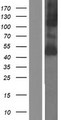 SLC16A10 Protein - Western validation with an anti-DDK antibody * L: Control HEK293 lysate R: Over-expression lysate