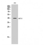 SLC16A13 Antibody - Western blot of MCT13 antibody