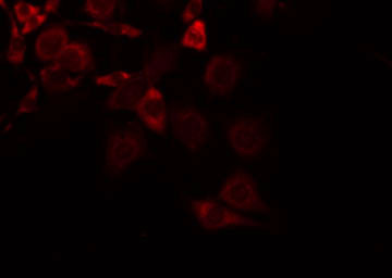 SLC16A13 Antibody - Staining NIH-3T3 cells by IF/ICC. The samples were fixed with PFA and permeabilized in 0.1% Triton X-100, then blocked in 10% serum for 45 min at 25°C. The primary antibody was diluted at 1:200 and incubated with the sample for 1 hour at 37°C. An Alexa Fluor 594 conjugated goat anti-rabbit IgG (H+L) Ab, diluted at 1/600, was used as the secondary antibody.