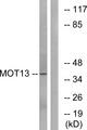 SLC16A13 Antibody - Western blot analysis of extracts from NIH/3T3 cells, using MOT13 antibody.