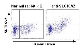SLC16A2 / MCT8 Antibody