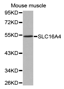 SLC16A4 Antibody - Western blot analysis of extracts of mouse muscle tissue lysate.