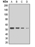 SLC16A7 / MCT2 Antibody