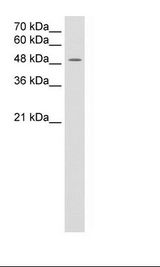 SLC16A8 Antibody - Jurkat Cell Lysate.  This image was taken for the unconjugated form of this product. Other forms have not been tested.