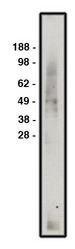 SLC16A8 Antibody - Western blot of MCT3 antibody on human brain lysate. Lysate loaded at 15 ug/lane. Antibody used at 5 ug/ml. Secondary antibody, mouse anti-rabbit HRP used at 1:50k dilution.