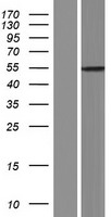 SLC16A8 Protein - Western validation with an anti-DDK antibody * L: Control HEK293 lysate R: Over-expression lysate