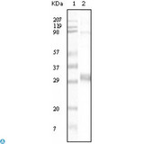 SLC17A1 / VGLUT1 Antibody - Western Blot (WB) analysis using NPT1 Monoclonal Antibody against truncated NPT1 recombinant protein.