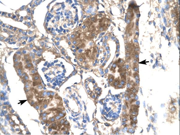 SLC17A2 Antibody - Human Kidney.  This image was taken for the unconjugated form of this product. Other forms have not been tested.