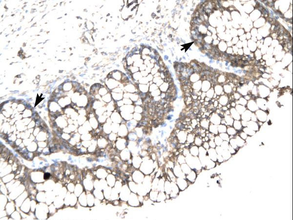 SLC17A2 Antibody - Human Intestine.  This image was taken for the unconjugated form of this product. Other forms have not been tested.