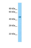 SLC17A2 Antibody - SLC17A2 antibody Western blot of Mouse Kidney lysate. Antibody concentration 1 ug/ml.  This image was taken for the unconjugated form of this product. Other forms have not been tested.