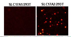 SLC17A2 Antibody