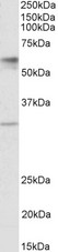 SLC17A5 Antibody - SLC17A5 antibody (1 ug/ml) staining of Human Placenta lysate (35 ug protein in RIPA buffer). Primary incubation was 1 hour. Detected by chemiluminescence.